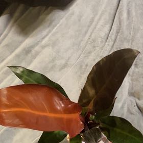 Photo of the plant species Philodendron Red Sun by @KeyPokaka84 named Kobe on Greg, the plant care app