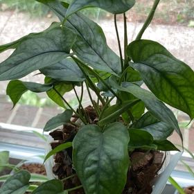 Photo of the plant species monstera siltepecanna by @KeyPokaka84 named Keanu Leaves on Greg, the plant care app