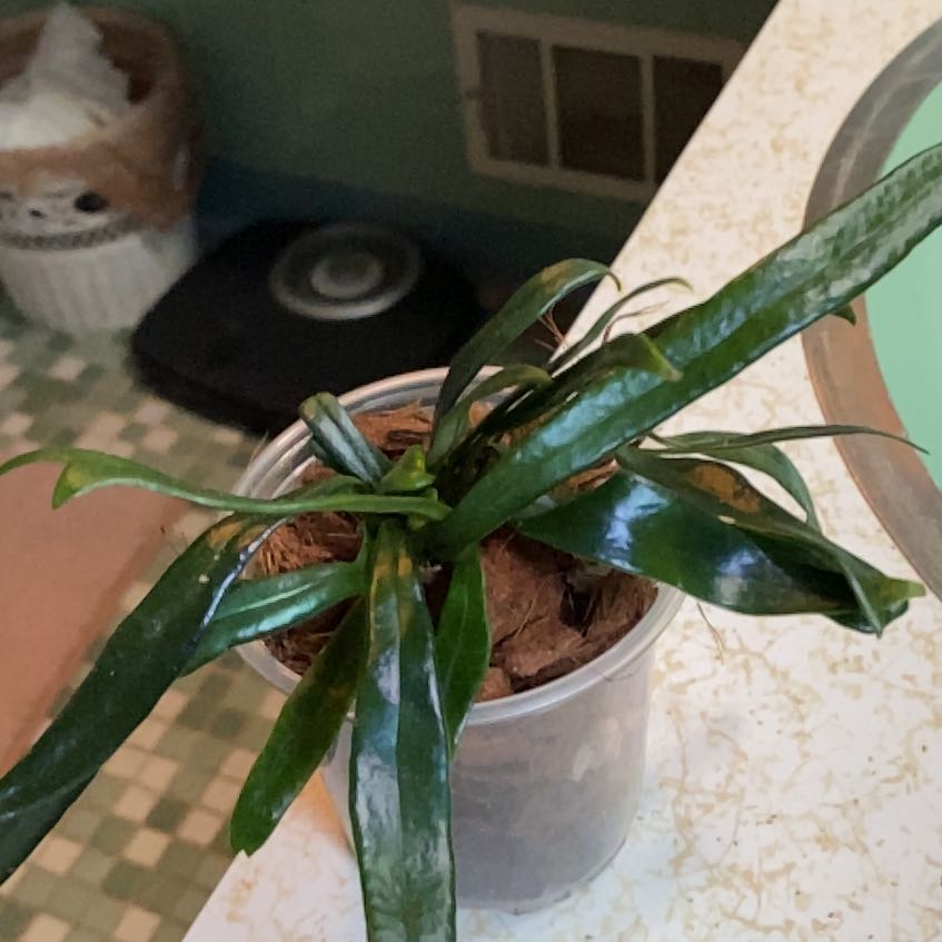 Photo of the plant species Blue Oil Fern by @KeyPokaka84 named Luna on Greg, the plant care app