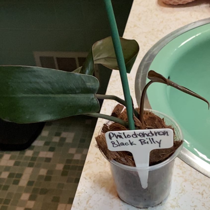 Photo of the plant species Philodendron 'Black Billietae' by @KeyPokaka84 named Terra on Greg, the plant care app