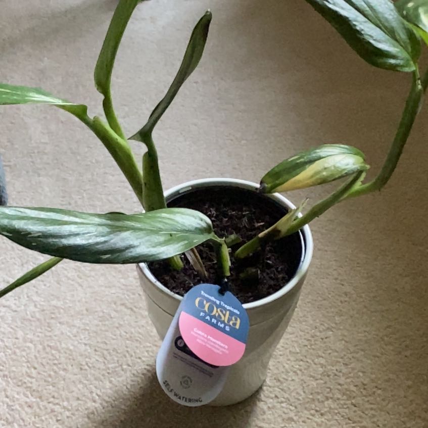 Photo of the plant species Monstera Cobra by @KeyPokaka84 named Delilah on Greg, the plant care app