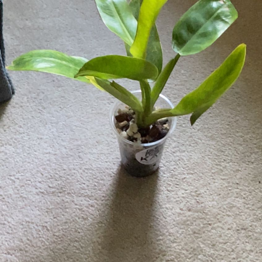 Photo of the plant species Philodendron Calkins Gold by @KeyPokaka84 named Macaulay Calkins on Greg, the plant care app