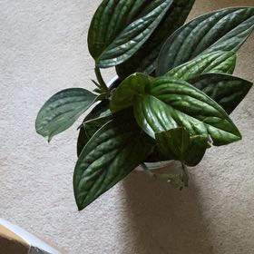 Photo of the plant species Monstera Peru by @KeyPokaka84 named Planty on Greg, the plant care app