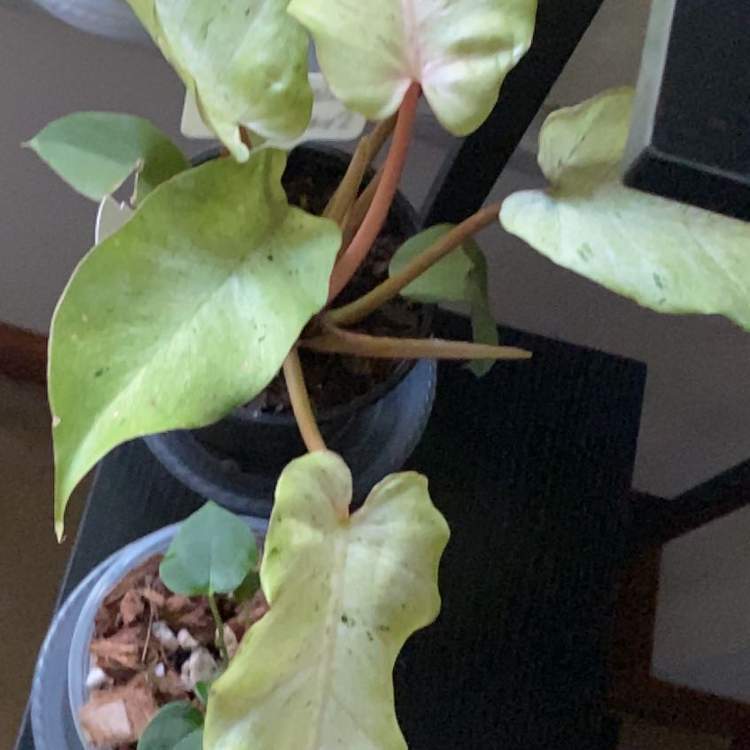 Photo of the plant species Philodendron 'Snow Drift' by @KeyPokaka84 named Olaf on Greg, the plant care app