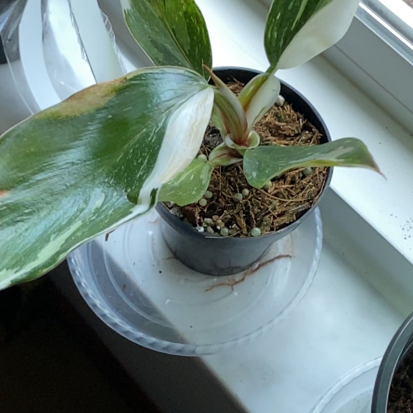 Photo of the plant species White Knight by @KeyPokaka84 named Monty on Greg, the plant care app