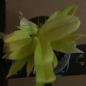 Photo of the plant species Philodendron golden crocodile by @KeyPokaka84 named Dundi on Greg, the plant care app