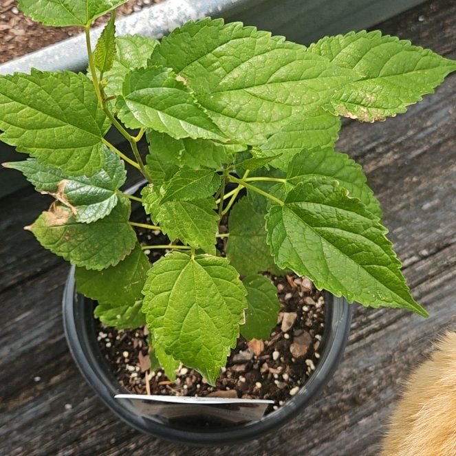 Photo of the plant species Mulberry by @EnlivenedLime27 named Morris on Greg, the plant care app