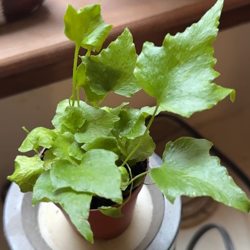 Photo of the plant species House Holly-Fern by @BuffMaypop10 named Fernie Mercury on Greg, the plant care app
