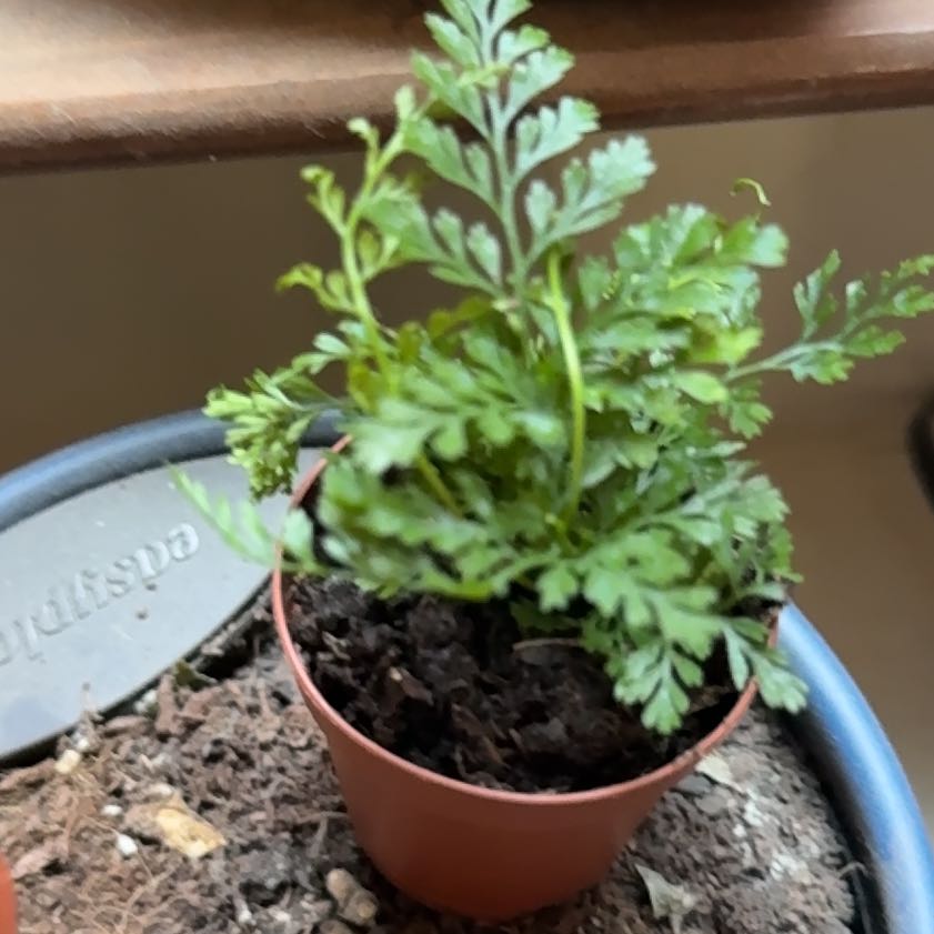 Photo of the plant species Davallia Fern by @BuffMaypop10 named da Vinci on Greg, the plant care app