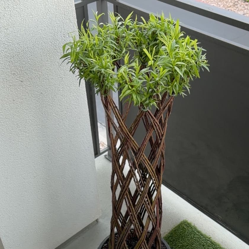 Photo of the plant species braided willow by @HumaneWavycap51 named Apollo on Greg, the plant care app