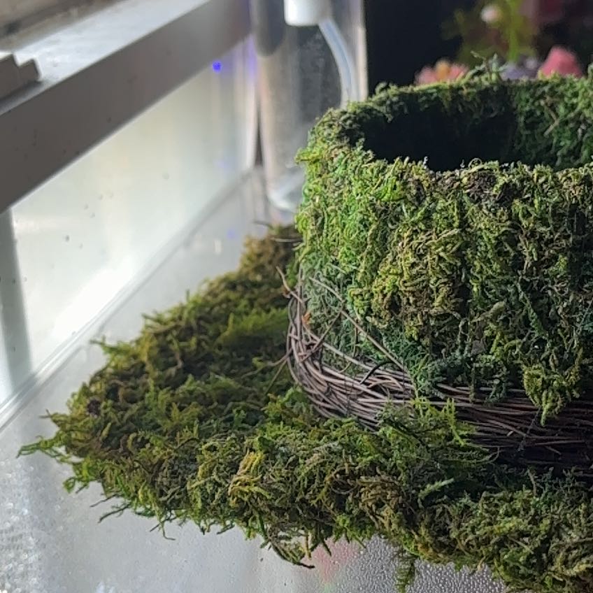 Photo of the plant species Cypress-Leaved Plait Moss by @ArtisteMarimo29 named Cleopatra on Greg, the plant care app