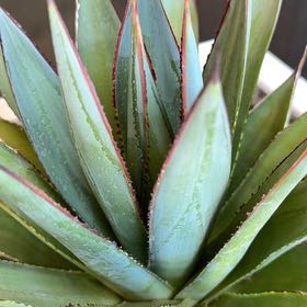 Photo of the plant species Agave Shawii by @ProAchiote85 named Fernie Mercury on Greg, the plant care app