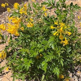 Photo of the plant species Yellow Bells by @ProAchiote85 named Michelle Branch on Greg, the plant care app