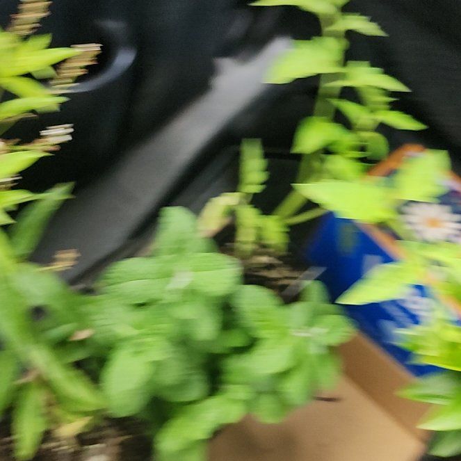 Photo of the plant species lemon verbena by @SisterlyMango33 named Aria on Greg, the plant care app