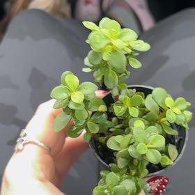 Photo of the plant species Elephant Bush Lilliput by @FoxyRemuremu38 named Sally on Greg, the plant care app