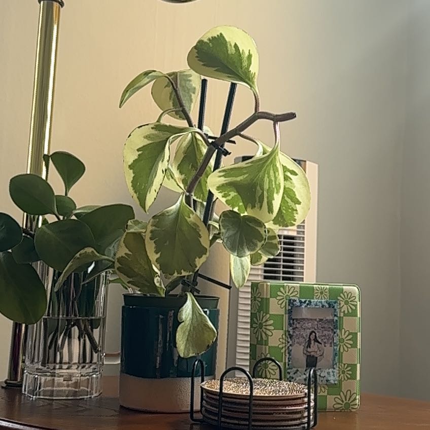 Photo of the plant species Variegated Baby Rubber Plant by @JovialRedflax70 named Plato on Greg, the plant care app