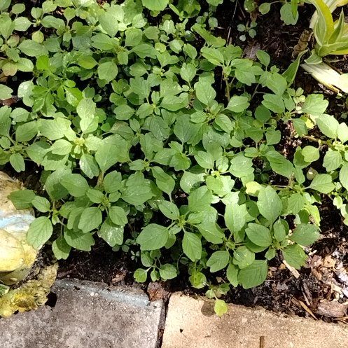Photo of the plant species Purple Amaranth by @WarmTexasash50 named Achilles on Greg, the plant care app