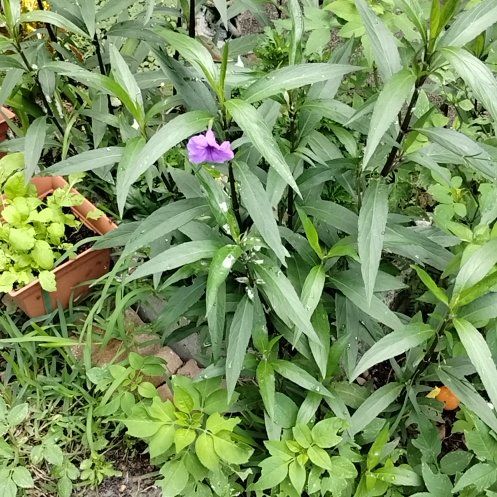 Photo of the plant species Britton's Wild Petunia by @WarmTexasash50 named Fernie Mac on Greg, the plant care app