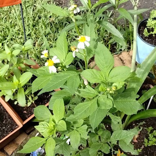 Photo of the plant species Bidens Pilosa by @WarmTexasash50 named Bella on Greg, the plant care app