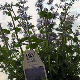 Photo of the plant species Faassen's Catnip by @TopMoss24 named Khaleesi on Greg, the plant care app