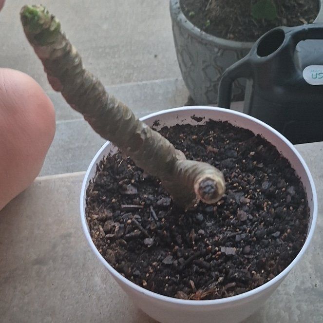 Photo of the plant species Fiddle Leaf Plumeria by @KingpinAnise named Diana on Greg, the plant care app
