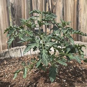Photo of the plant species Tomato 'Sweet 100' by @ManyNinebark52 named Kendall on Greg, the plant care app