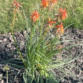 Photo of the plant species Red Hot Poker by @ResoluteRose9 named Maya on Greg, the plant care app