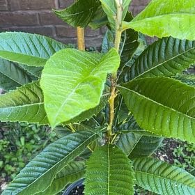 Photo of the plant species Japanese Medlar by @HotNiaouli58 named Remington on Greg, the plant care app