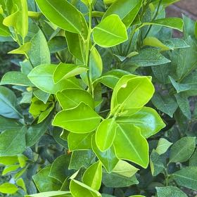 Photo of the plant species Calamondin by @HotNiaouli58 named Kardashian on Greg, the plant care app