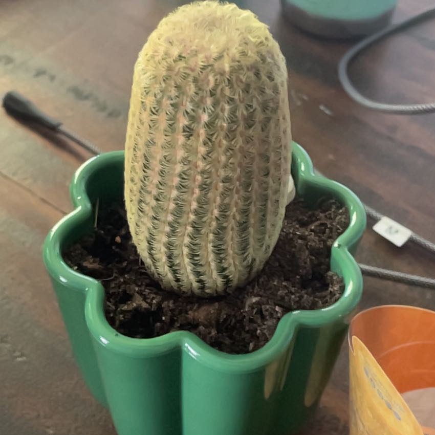 Photo of the plant species Rainbow Hedgehog Cactus 'Album' by @Lilli named Ronald on Greg, the plant care app