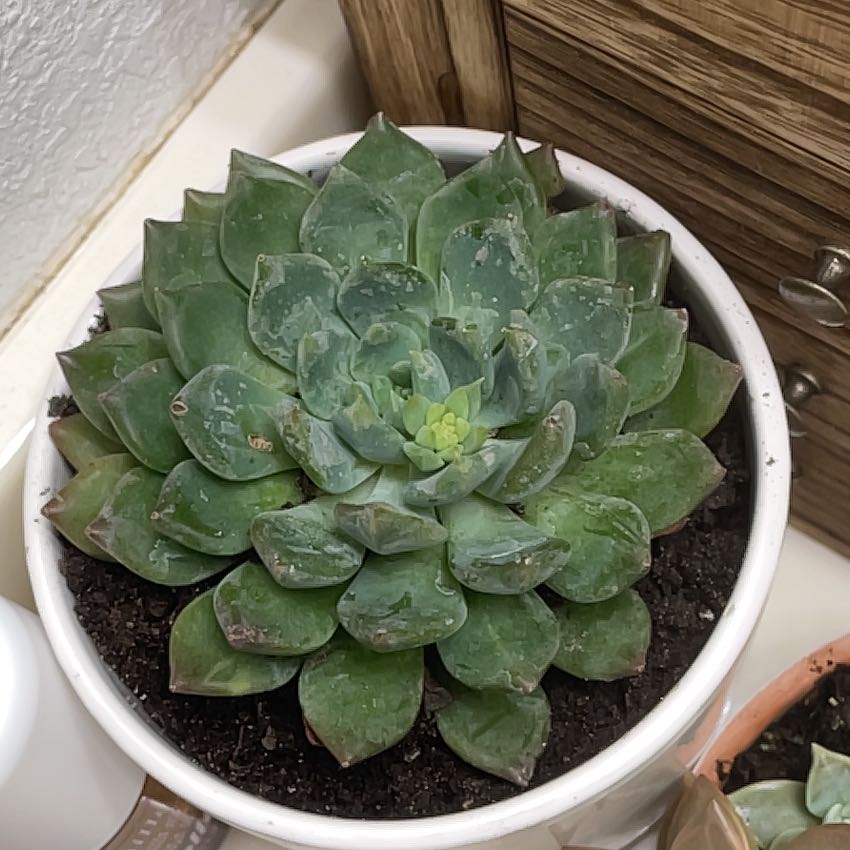 Photo of the plant species Sedeveria 'Dark Elf' by @QualityCowpea82 named Walter on Greg, the plant care app
