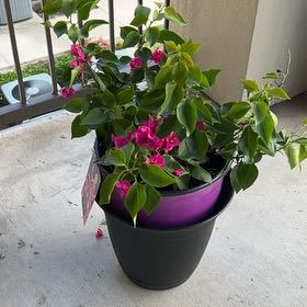 Photo of the plant species Bougainvillea 'Purple Princess' by @JazzyHope10 named Queen on Greg, the plant care app