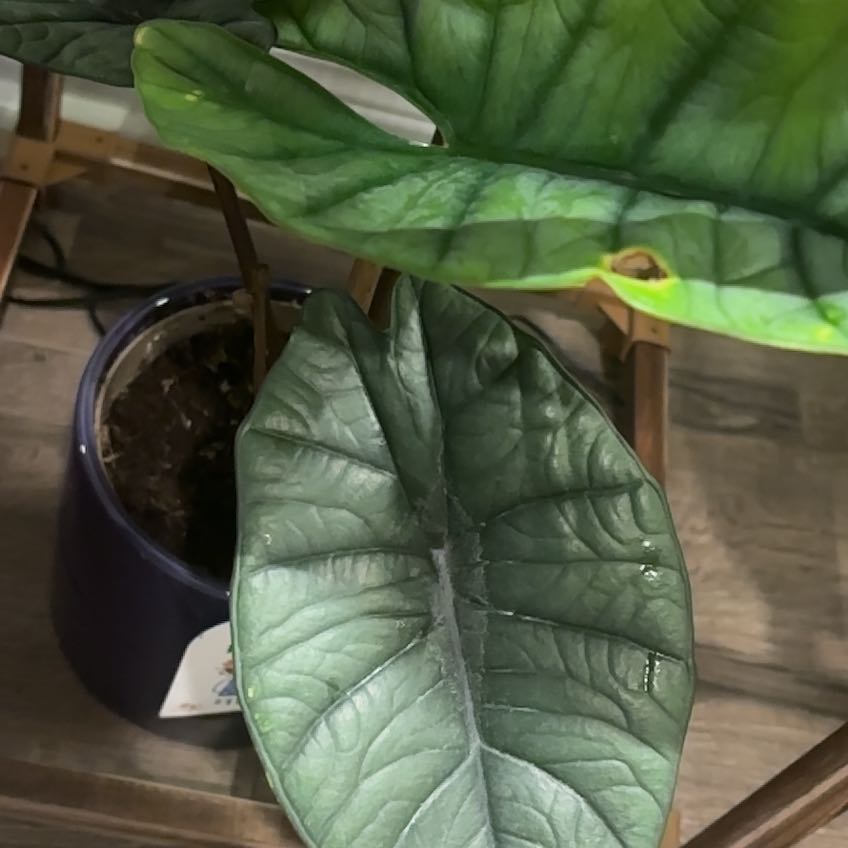 Photo of the plant species Alocasia Bisma Silver by @TryLettuce65 named Harmony on Greg, the plant care app