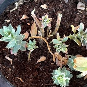 Photo of the plant species Blue Spurge by @QualityPansy57 named Darwin on Greg, the plant care app