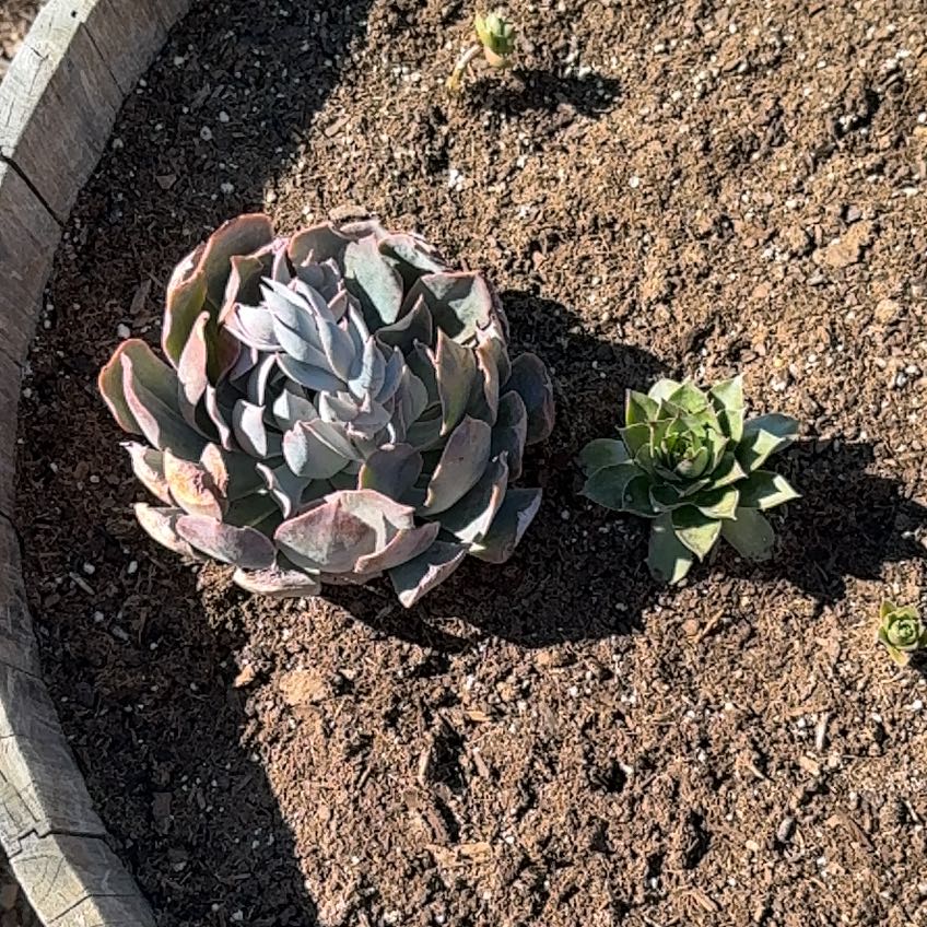 Photo of the plant species Chalk Dudleya by @QualityPansy57 named Sanders on Greg, the plant care app