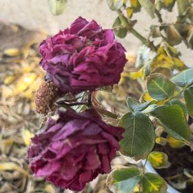Photo of the plant species French Rose by @SoundlyOlneya37 named Taylor Swift on Greg, the plant care app