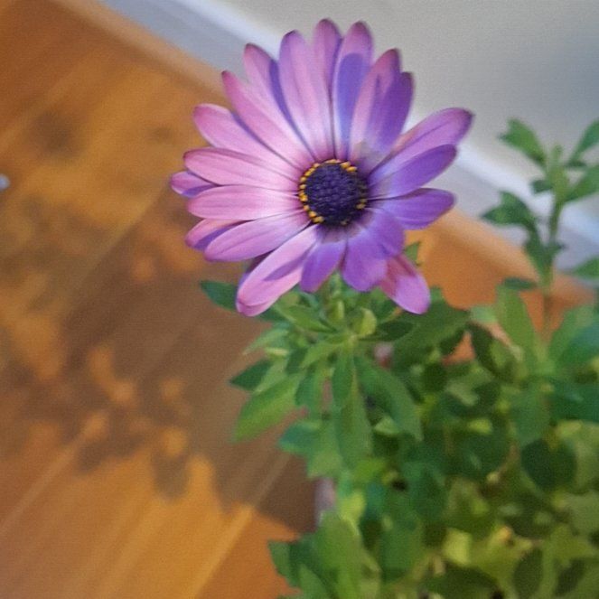 Photo of the plant species Weather Prophet by @SwellSalal9 named Darwin on Greg, the plant care app