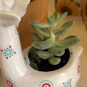 Photo of the plant species Pachyphytum aquamarine? by @EffectualJade30 named Carl on Greg, the plant care app
