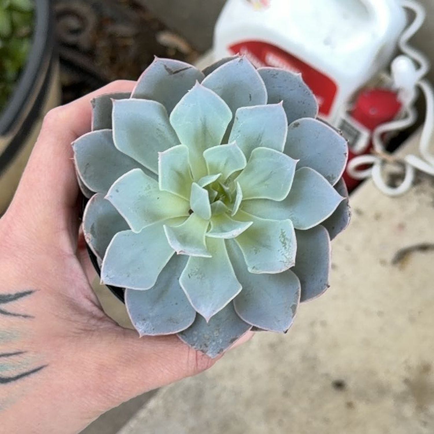 Photo of the plant species Echeveria 'Canadian' by @UntiringCosmo48 named Stella on Greg, the plant care app