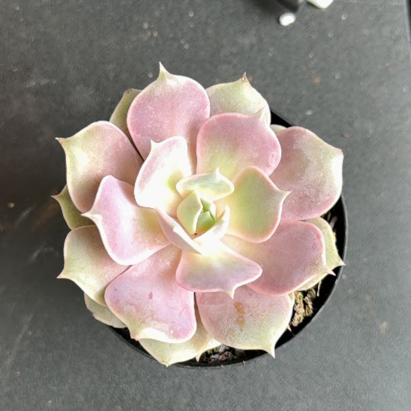 Photo of the plant species Echeveria 'Pink Diamond' by @UntiringCosmo48 named Emerson on Greg, the plant care app
