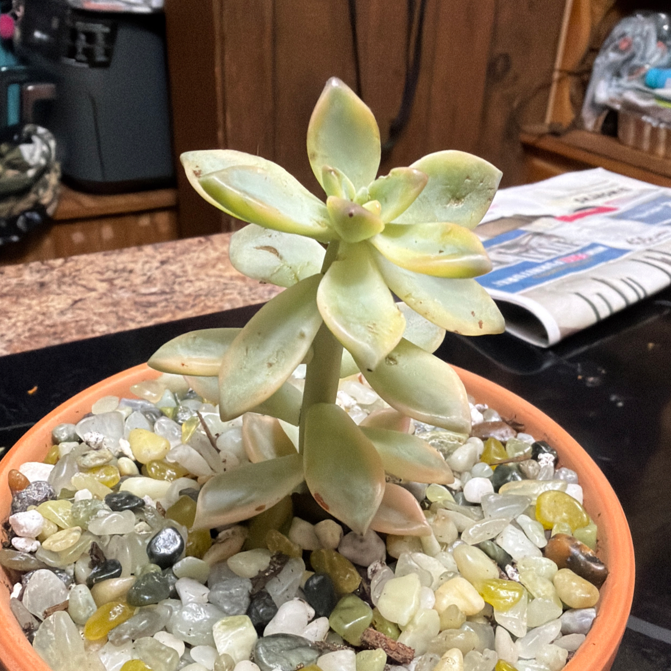Photo of the plant species Graptoveria 'Titubans Variegata' by @UntiringCosmo48 named Dolores on Greg, the plant care app