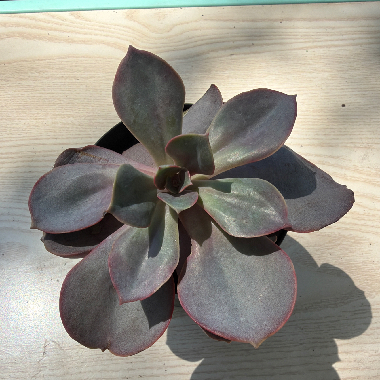 Photo of the plant species Red Sky Mexican Hen and Chicks by @UntiringCosmo48 named Lavender on Greg, the plant care app