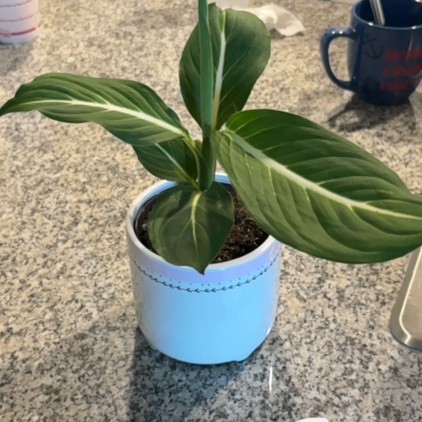 Photo of the plant species Sterling Dieffenbachia by @PremierHedera79 named Rainy on Greg, the plant care app