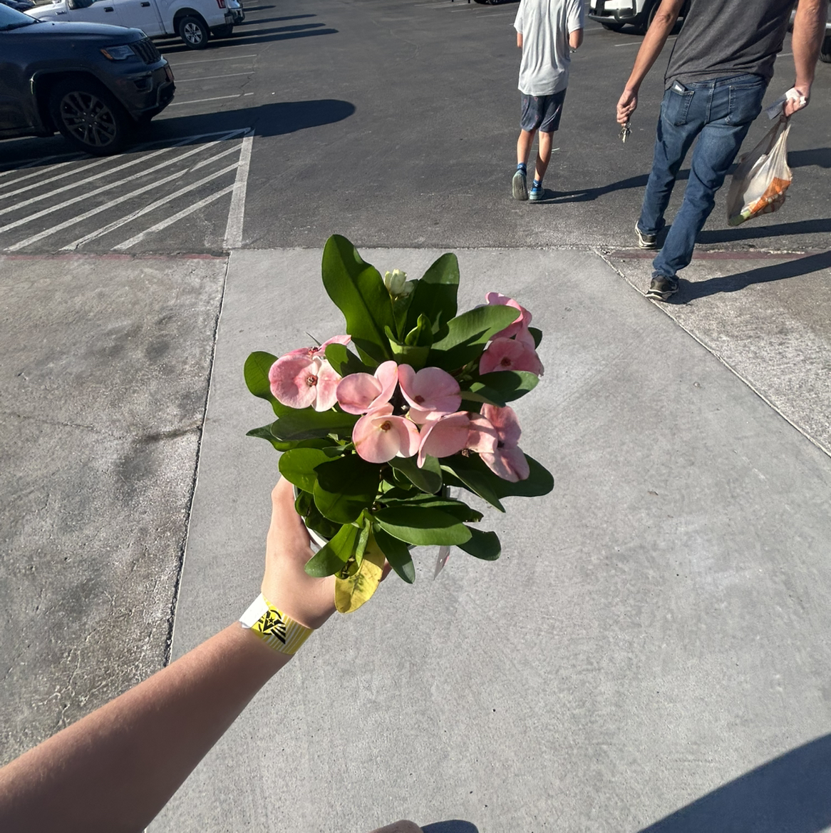 Photo of the plant species Rosa 'Euphoria' by @Kate.is.tuff named Millie on Greg, the plant care app