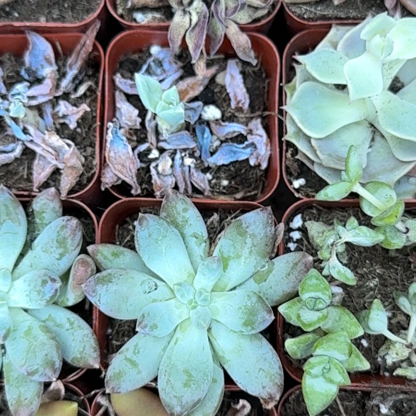 Photo of the plant species San Gabriel River Dudleya by @PureDill94 named Girlfrond on Greg, the plant care app