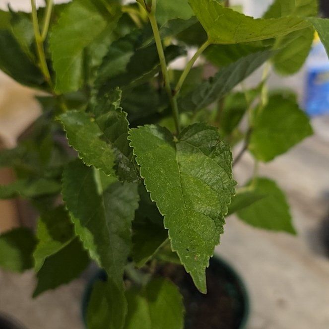 Photo of the plant species Crabweed by @FreeFlamevine81 named Fernie Mercury on Greg, the plant care app