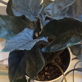 Photo of the plant species Alocasia Antoro Velvet by @fionavdb named Plato on Greg, the plant care app