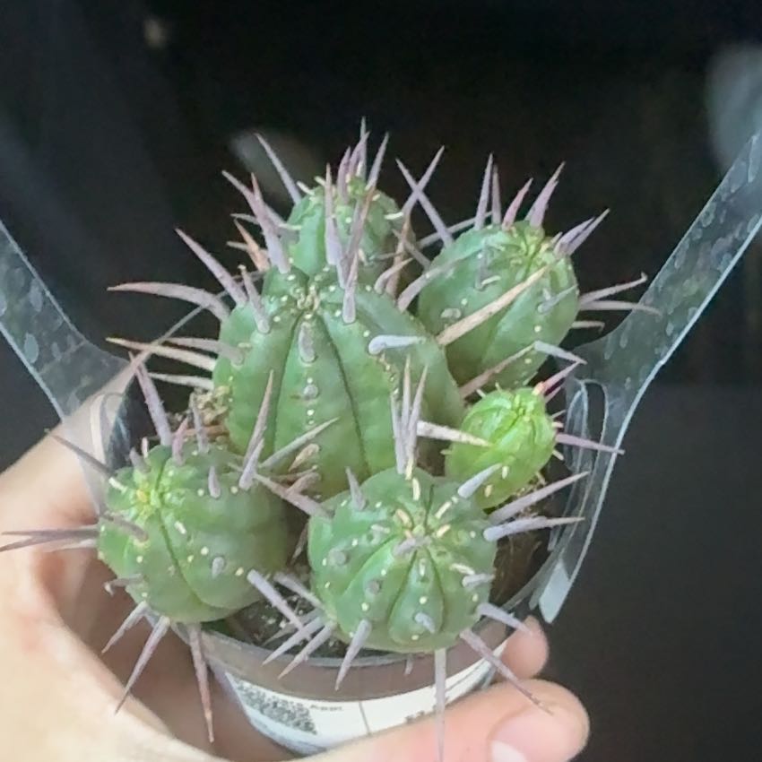 Photo of the plant species Euphorbia ferox by @StaunchPawpaw79 named Coco on Greg, the plant care app