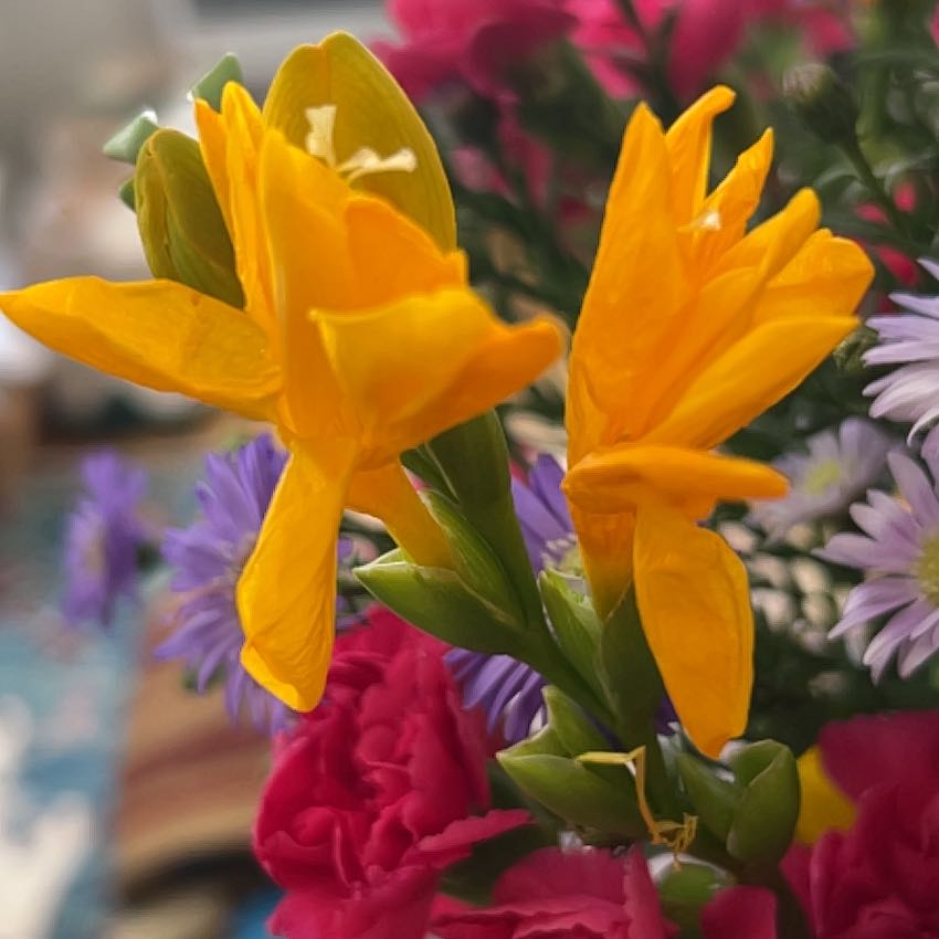 Photo of the plant species Garden Tulip by @PrizedTozzia74 named Achilles on Greg, the plant care app