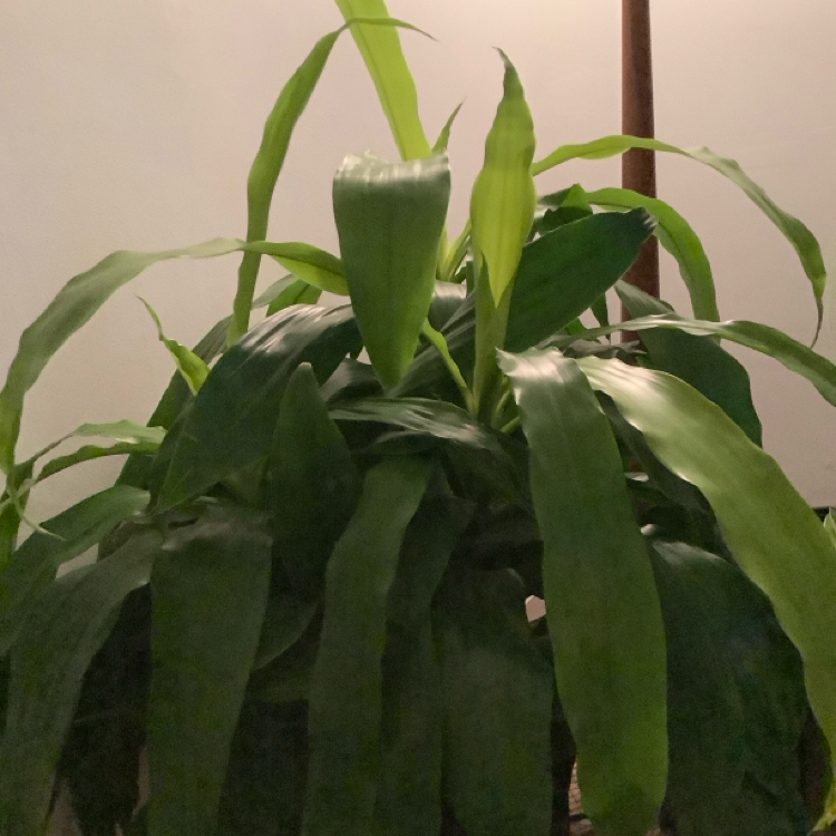 Photo of the plant species Dracaena Limelight by @PrizedTozzia74 named Dracula on Greg, the plant care app